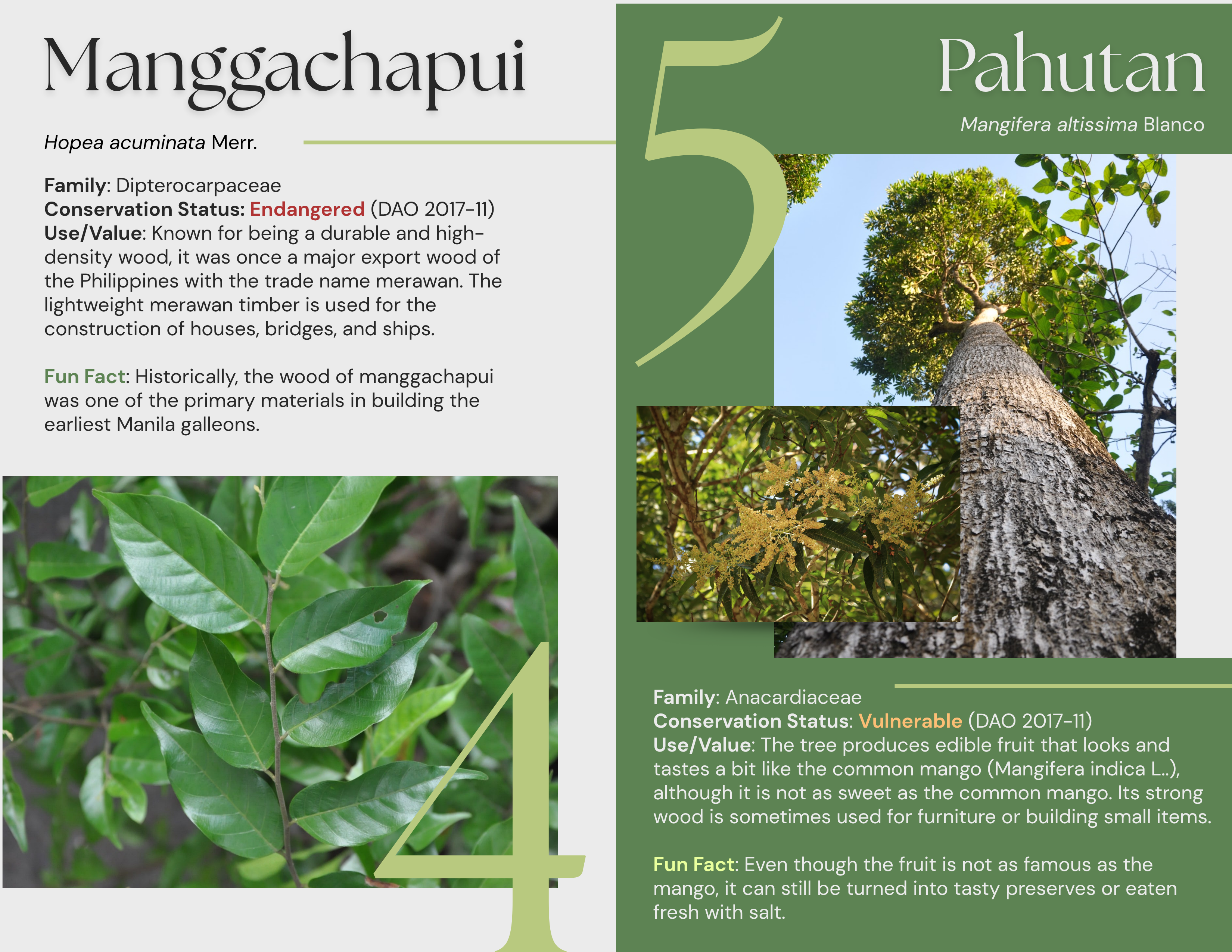 Fifth set of pages of the brochure